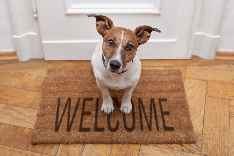 dog sits on welcome mat how to sell your house with pets