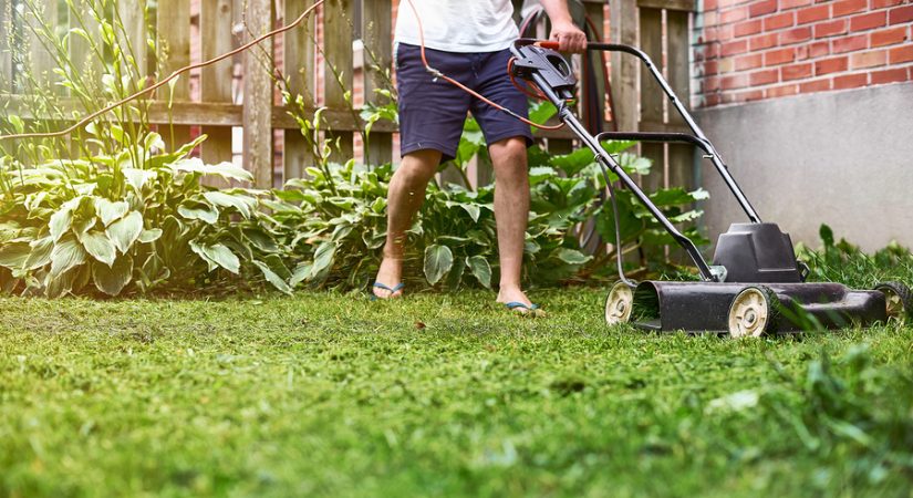 healthy lawn care tips