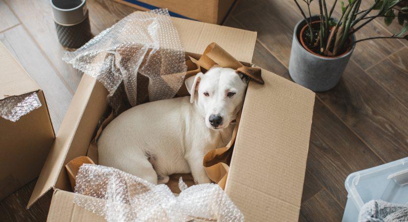 dog laying in cardboard box with packaging spread around sell your house with pets moving to bend oregon